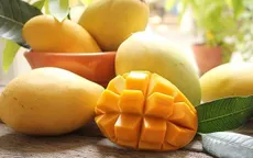Tiền Giang: Công nhận vườn cây đầu dòng xoài cát Hòa Lộc