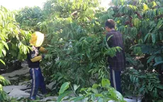 Tây Nguyên hút lao động mùa cà phê