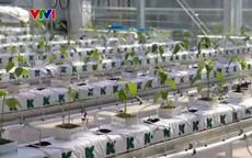 Trang trại thông minh trên nóc nhà cao tầng