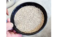 Gạo Nhật Bản giảm kỷ lục do nắng nóng