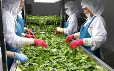 Đến năm 2030, xuất khẩu rau sẽ vượt 1 tỷ USD