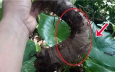 Người phụ nữ bị bỏng niêm mạc họng miệng sau khi ăn củ ráy