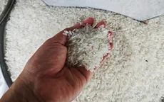 Giá gạo xuất khẩu tiếp tục tăng