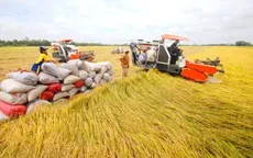 Sẽ sớm triển khai 1 triệu ha lúa chất lượng cao phát thải thấp