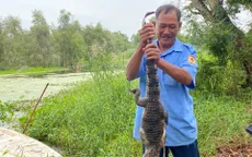 Bắt được hết số cá sấu xổng chuồng trong công viên ở Kiên Giang