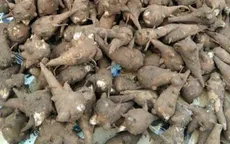 Nguy kịch sau khi uống rượu ngâm củ ấu tàu