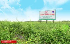 Top 5 dược liệu quý giải độc, bảo vệ gan hiệu quả
