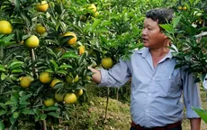 Nhà vườn tất bật chuẩn bị cam, cây cảnh phục vụ Tết