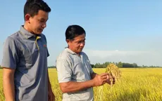 Sẵn sàng triển khai đề án 1 triệu ha lúa chất lượng cao