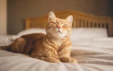 Mèo có 276 biểu cảm khác nhau