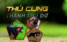 Thú cưng thành thú dữ: Chủ nuôi thiếu trách nhiệm, cơ quan quản lý thiếu nghiêm túc