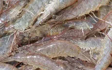 Hoa Kỳ tiếp nhận đề nghị điều tra chống trợ cấp tôm nước ấm đông lạnh