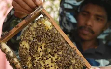 Ấn Độ triển khai "chiến binh ong" dọc biên giới với Bangladesh