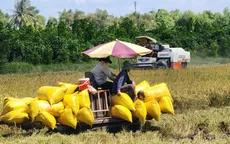 Ngành lúa gạo chuyển hướng đi