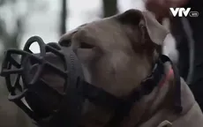 Anh sẽ cấm chó bully cỡ lớn từ cuối năm nay