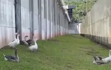 Ngỗng canh gác quanh nhà tù