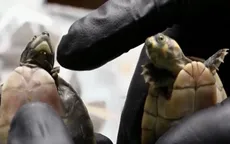 Thu giữ 4.000 con rùa sống có nguồn gốc từ rừng Amazon