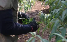 Nghề độc đáo tuốt lá đếm tiền vào vụ Tết