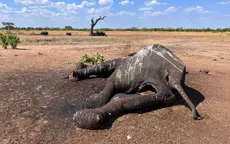 Ít nhất 100 con voi chết ở công viên quốc gia Zimbabwe do hạn hán