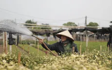 Người dân làng hoa Tây Tựu "đánh cược" vụ Tết vì giá lạnh