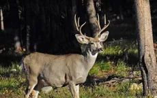 Các nhà khoa học Mỹ cảnh báo bệnh hươu zombie có thể lây sang người