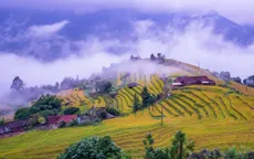 Mùa lúa chín ở Bình Liêu