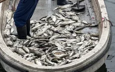 Cá chết hàng loạt nổi trắng bờ hồ Linh Đàm