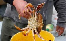 Cua tuyết nhập khẩu từ Nga tràn ngập thị trường Nhật Bản