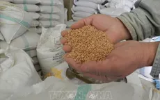 Nguyên nhân chính dẫn tới lạm phát giá lương thực toàn cầu