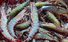 Kỳ vọng từ Festival tôm Cà Mau