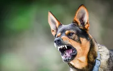 Sức khỏe 3 người bị chó dại cắn ở Cà Mau đã dần ổn định