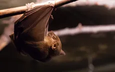 Hai nước châu Phi báo cáo bùng phát virus Marburg
