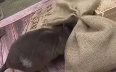 Chuột đánh hơi động vật quý hiếm