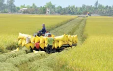 Gỡ vốn cho doanh nghiệp ngành gạo
