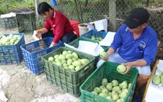 Giá xoài liên tục giảm
