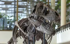 Bộ xương T-Rex được bán với giá hơn 6 triệu USD