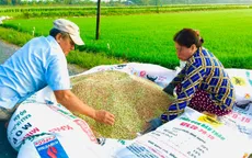 Giá phân bón giảm: Nông dân phấn khởi, doanh nghiệp gặp khó