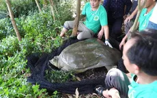 Cá thể rùa Hoàn Kiếm nặng gần 100kg qua đời
