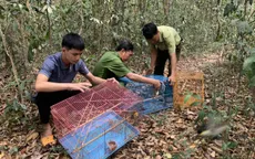 Thả hàng trăm cá thể động vật quý hiếm về môi trường tự nhiên