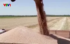 Lúa mì và ngô của Ukraine đang làm xáo trộn thị trường EU