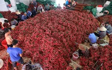 Bắc Giang chuẩn bị lượng vải thiều đủ điều kiện xuất khẩu sang Mỹ