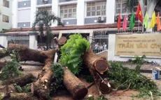 Cây xanh trong trường bật gốc, nhiều người bị thương