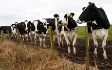 Bò sữa có thể được cho ăn chất ức chế methane để cắt giảm khí thải nhà kính