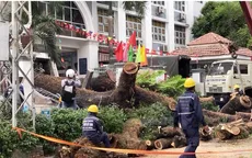 TP Hồ Chí Minh: Chỉ đạo khẩn vụ cây đổ khiến nhiều người bị thương