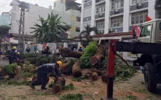 TP Hồ Chí Minh: Yêu cầu rà soát cây xanh trong trường học