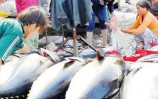 Giá cá ngừ giảm mạnh