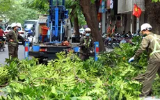 Hà Nội thay thế cây có nguy cơ gãy, đổ trước mùa mưa bão