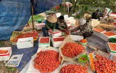 Hà Nội: Nhót đỏ chín mọng, người dân tất bật thu hoạch