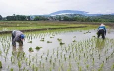 Sản lượng gạo tại châu Á dự báo tăng trong năm 2023