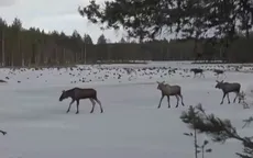 Cơn sốt "Truyền hình chậm" tại Thụy Điển